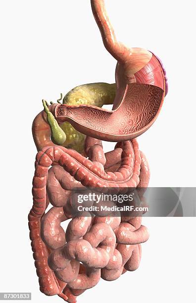 the digestive system - descending colon stock illustrations