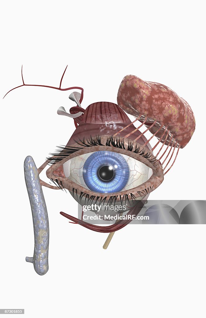 The lacrimal apparatus