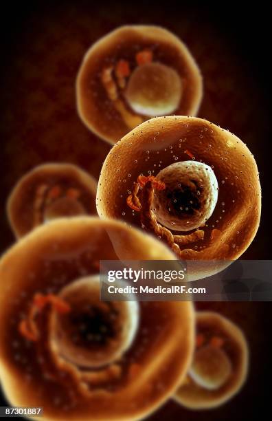 mast cells - mast cell stock illustrations