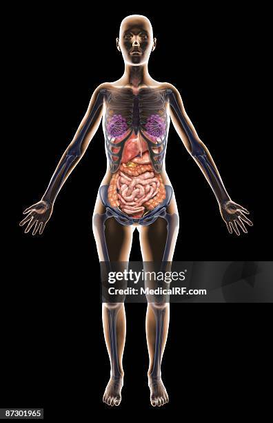 stockillustraties, clipart, cartoons en iconen met the digestive system - menselijke twaalfvingerige darm