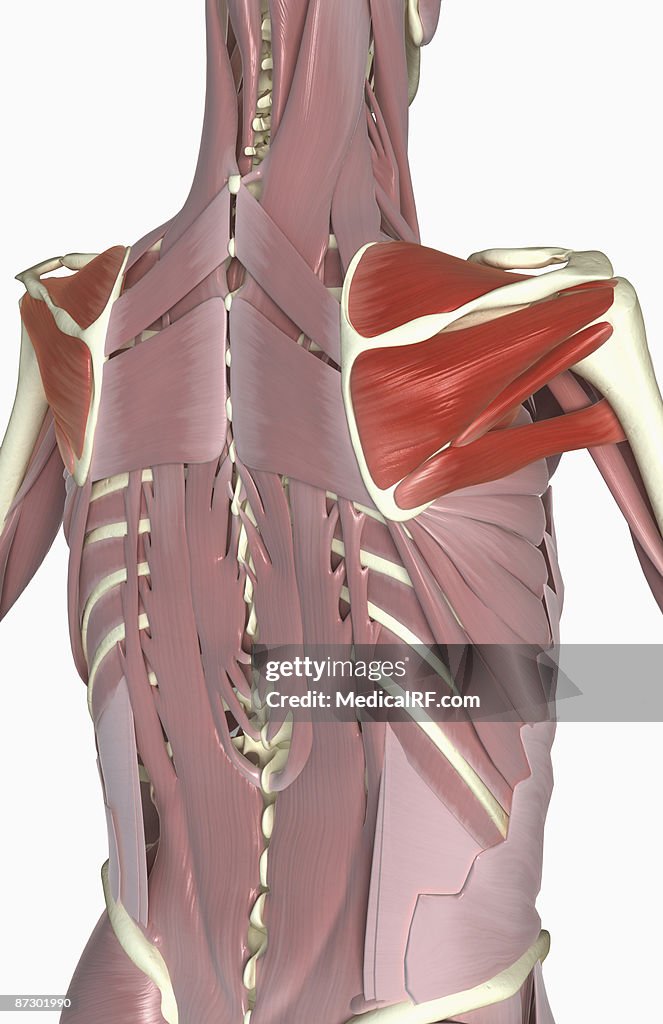 Rotator Cuff Muscles High-Res Vector Graphic - Getty Images