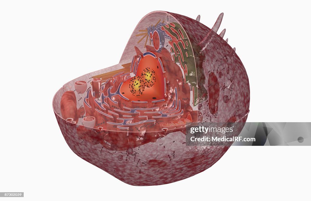 Cell internal structure