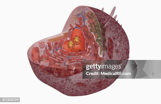 Cell Internal Structure High-Res Vector Graphic - Getty Images