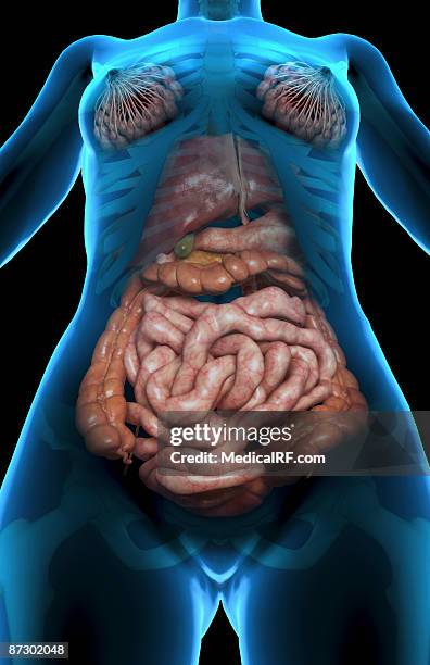 the digestive system - appendix stock illustrations