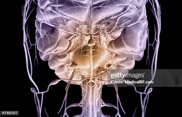 the brain and nerves of the head - trigeminal nerve 幅插畫檔、美工圖案、卡通及圖標