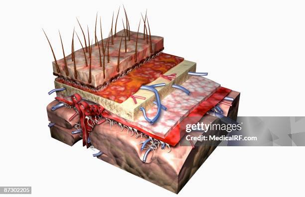 stockillustraties, clipart, cartoons en iconen met sectional anatomy of the scalp - hard hersenvlies