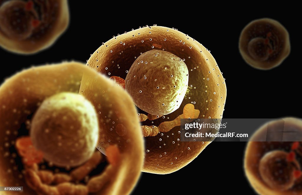 Mast cells