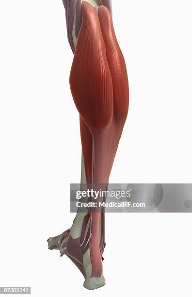 gastrocnemius muscle - gastrocnemius stock illustrations