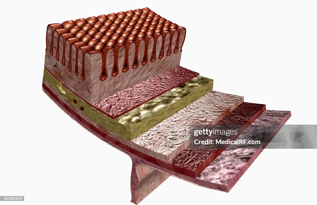 Digestive tube histology