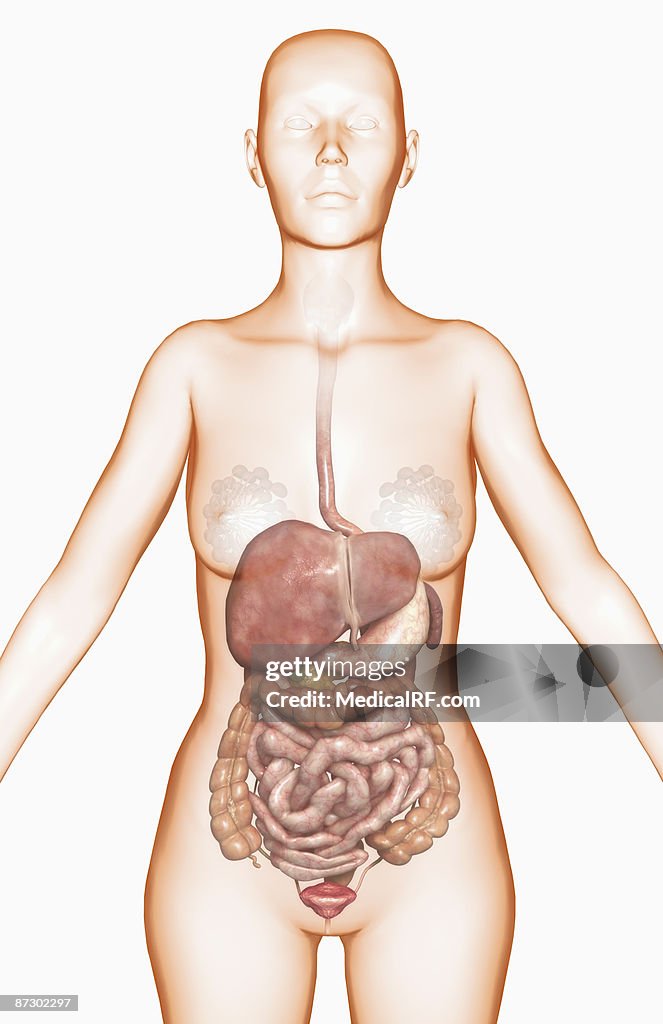 The digestive system