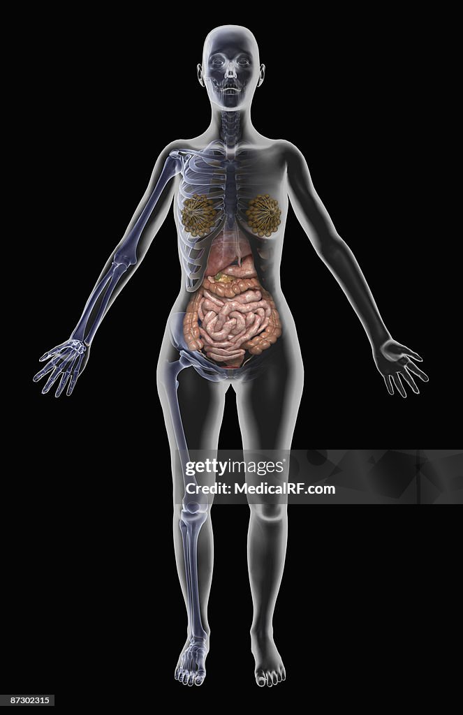 The digestive system