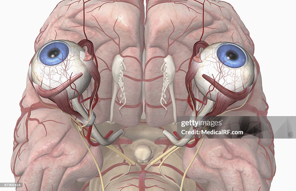 The arteries of the brain and eyes