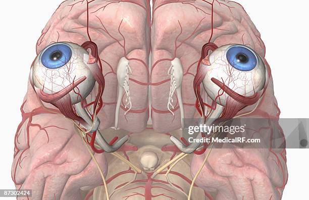 the arteries of the brain and eyes - oculomotor nerve stock illustrations