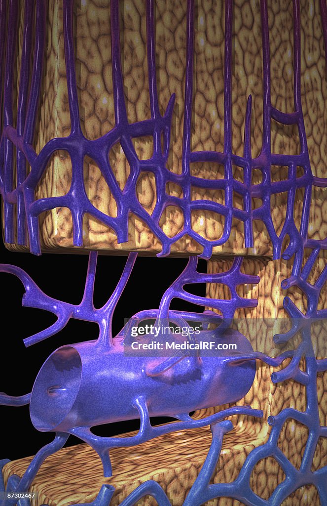 The blood supply of the adrenal cortex