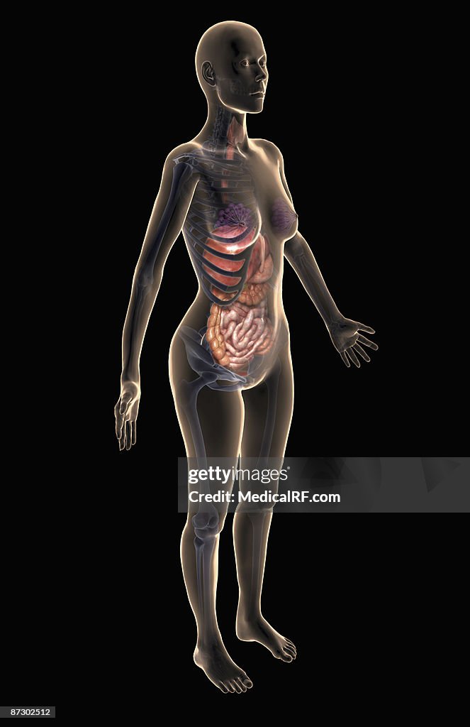 The digestive system