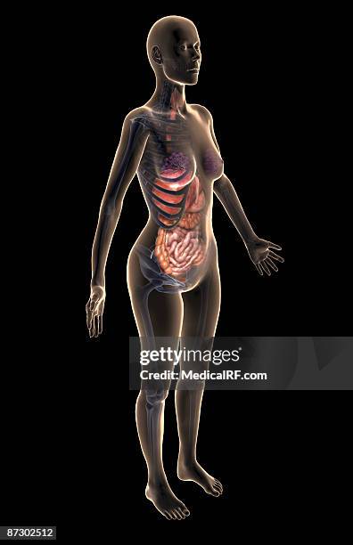 the digestive system - descending colon stock illustrations