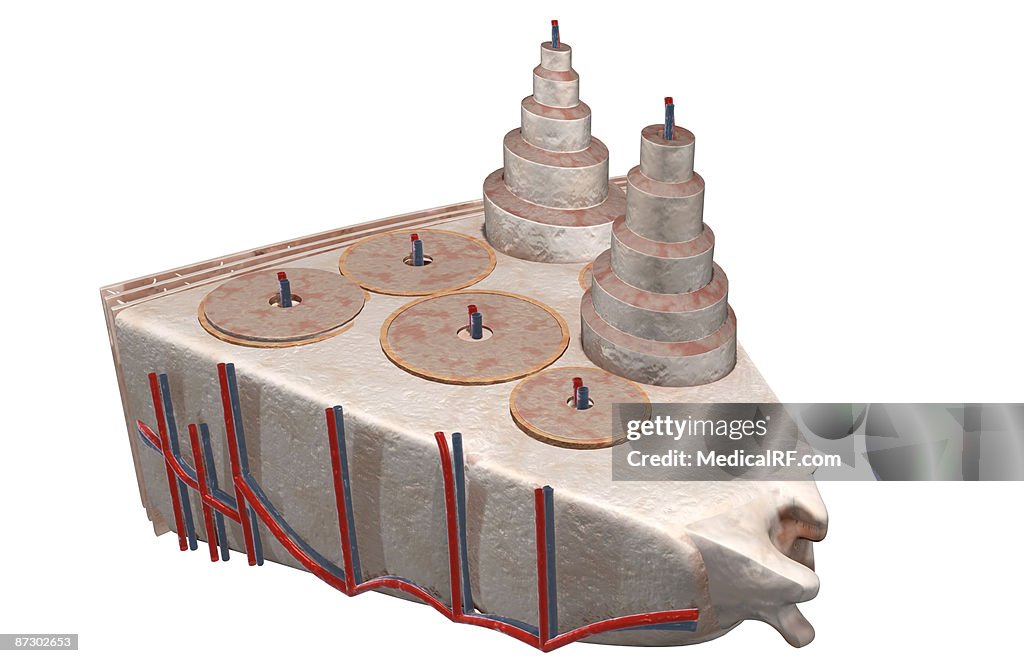 The internal structure of bone