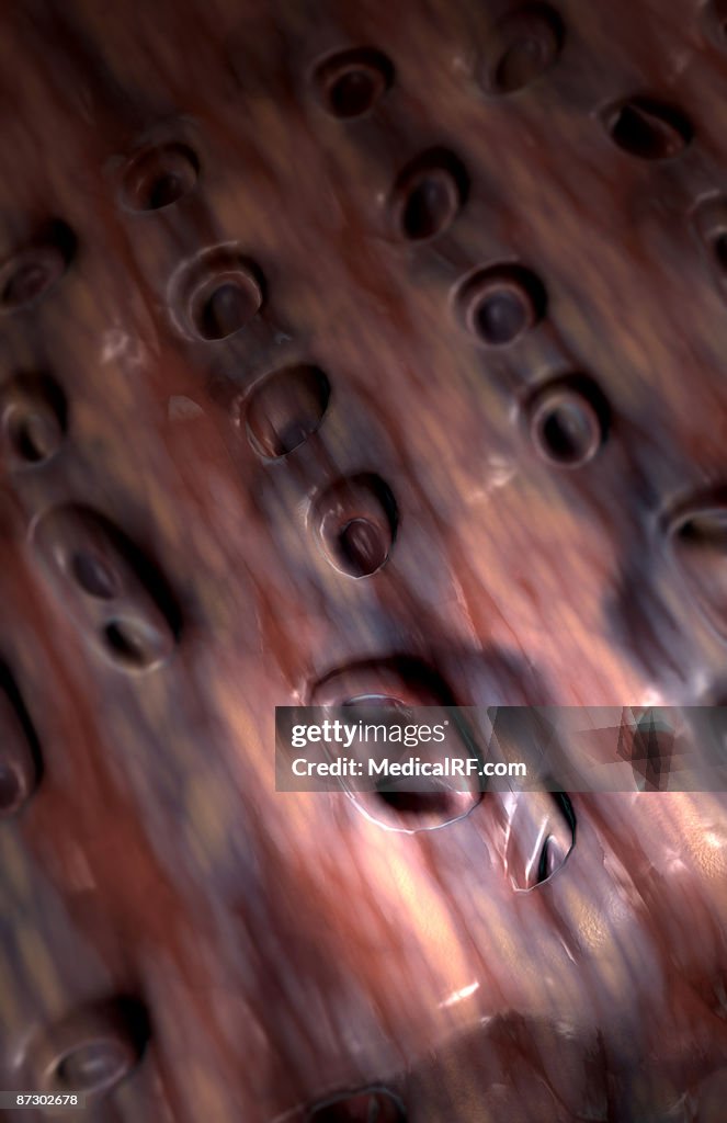 Fibrocartilage