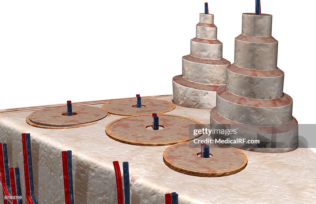 The internal structure of bone