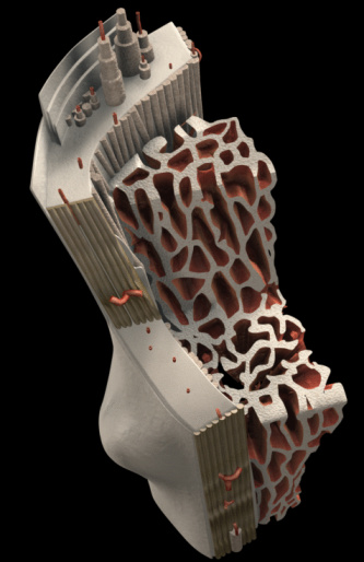 Bone Innerview Bone Internal Structure High-Res Vector Graphic - Getty Images