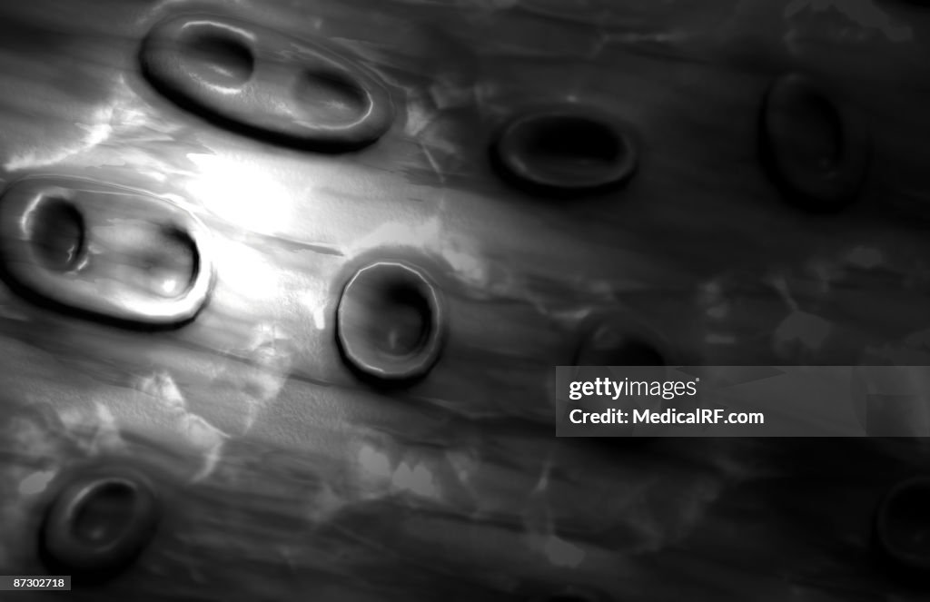 Fibrocartilage