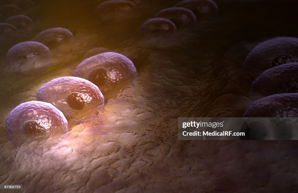 Hyaline cartilage