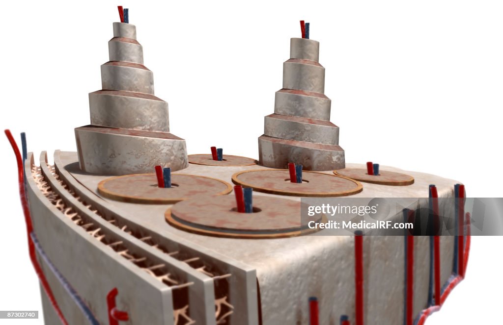 The internal structure of bone