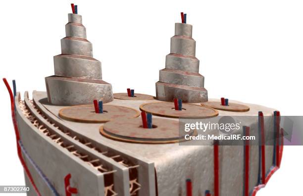 the internal structure of bone - interstitial lamellae stock illustrations