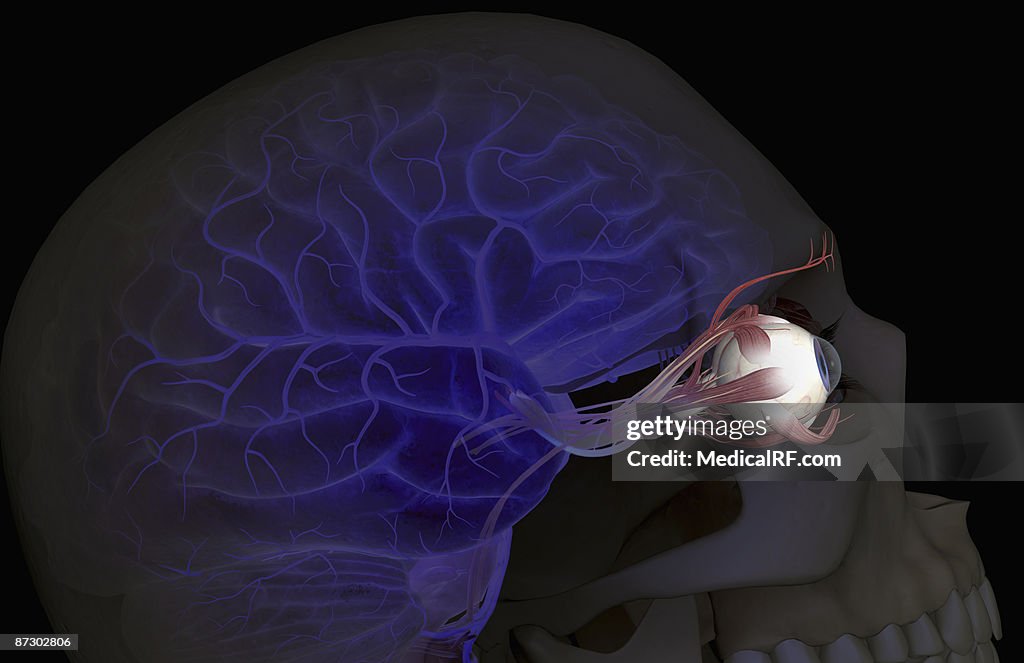 The arteries of the brain and eyes
