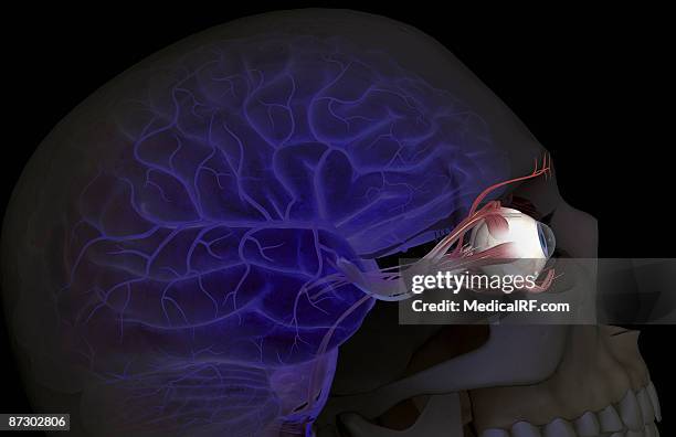 the arteries of the brain and eyes - oculomotor nerve stock illustrations