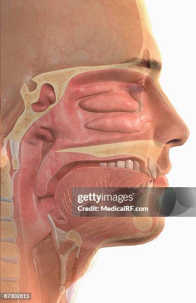 the upper respiratory system - epiglottis stock illustrations