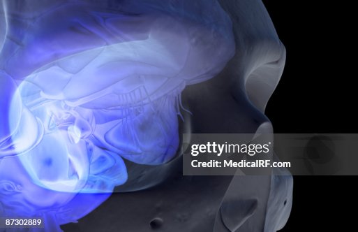 The frontal cortex The frontal cortex