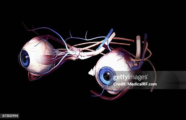 external anatomy of the eyes - optic nerve stock illustrations