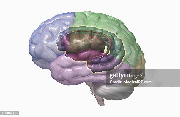 the limbic system - fornix stock-grafiken, -clipart, -cartoons und -symbole