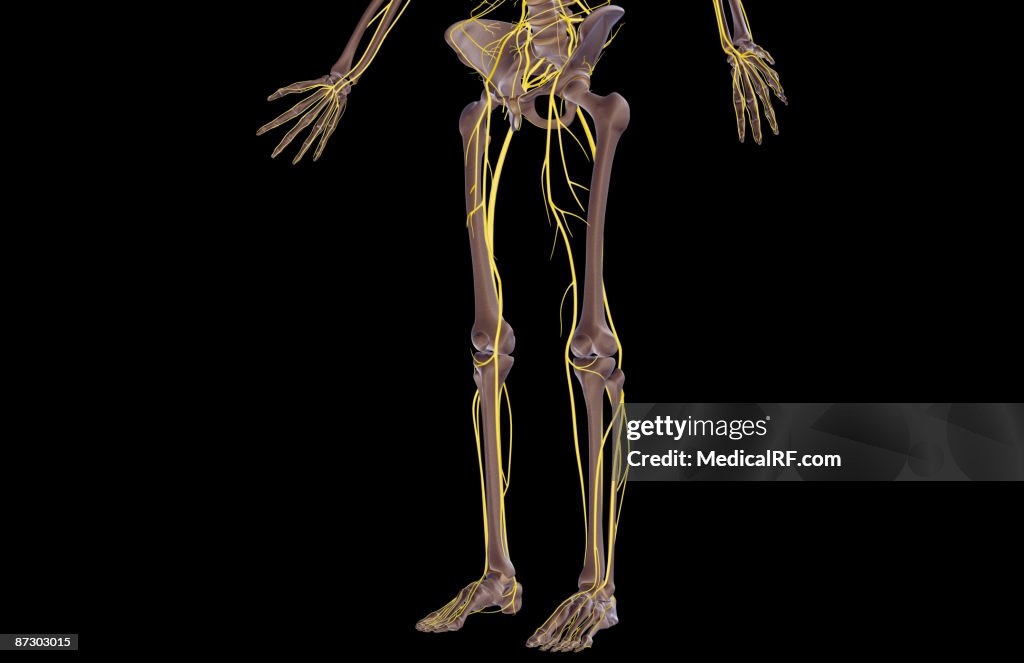 The nerves of the lower body