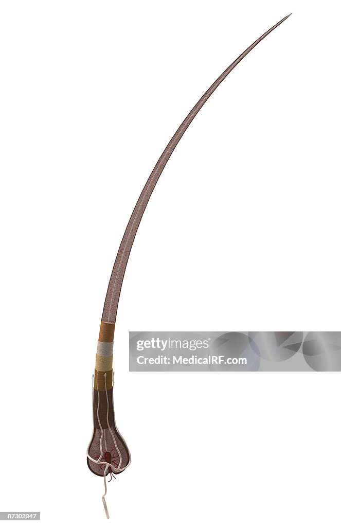 Hair follicle