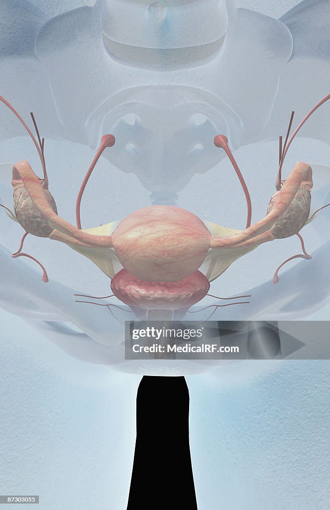 The female reproductive system