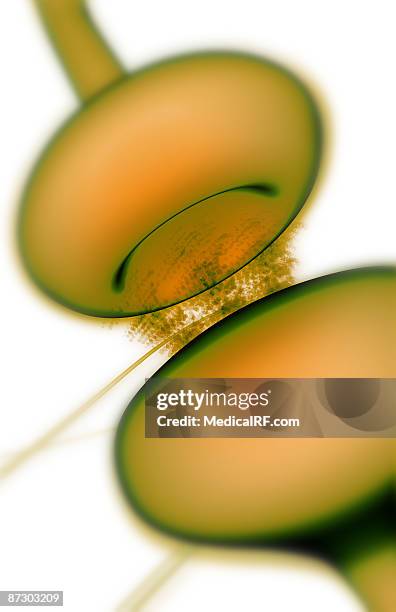 synapse - synapsenspalt stock-grafiken, -clipart, -cartoons und -symbole