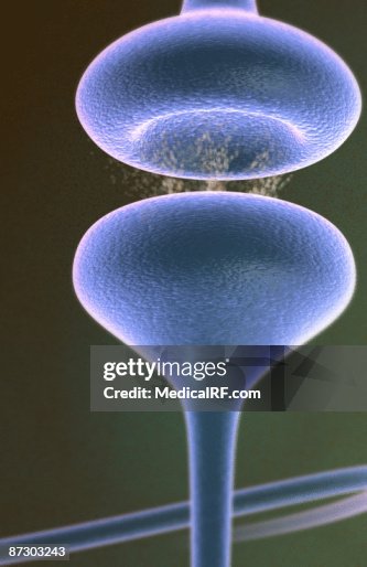 Synapse Synapse