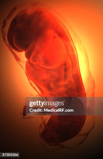 Embryonic development Embryonic development