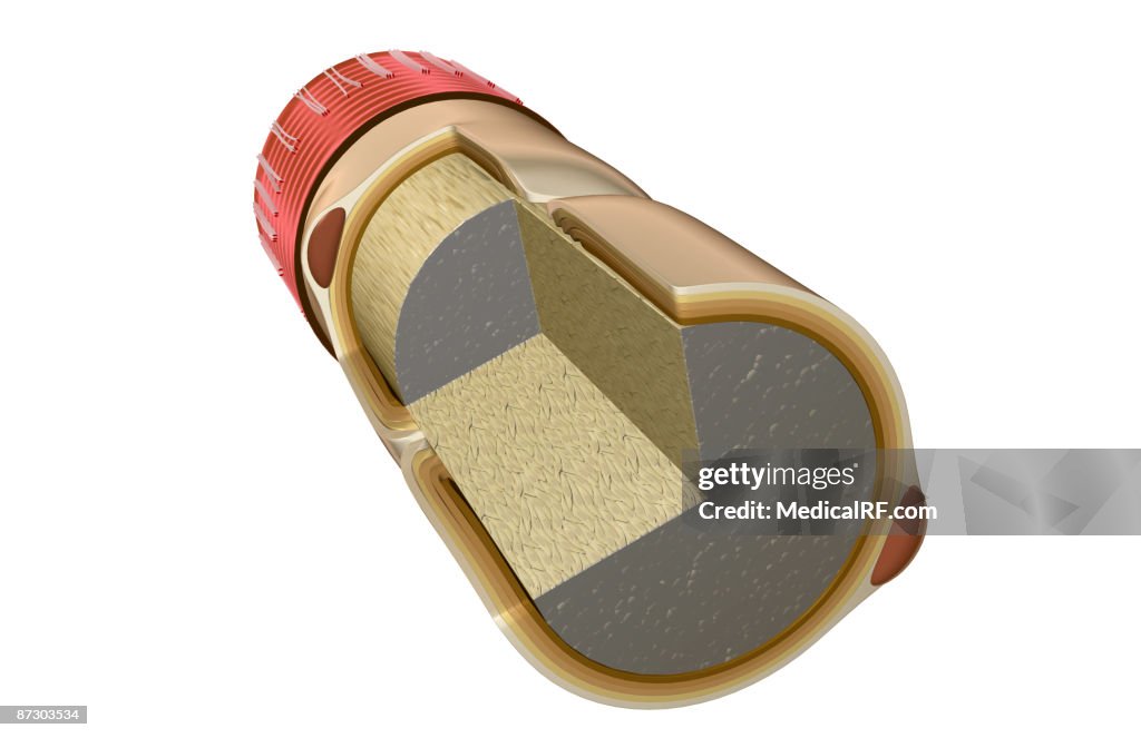 Nerve fibre