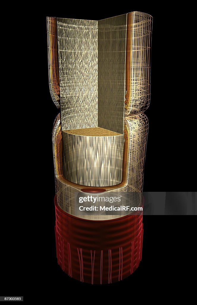 Nerve fibre