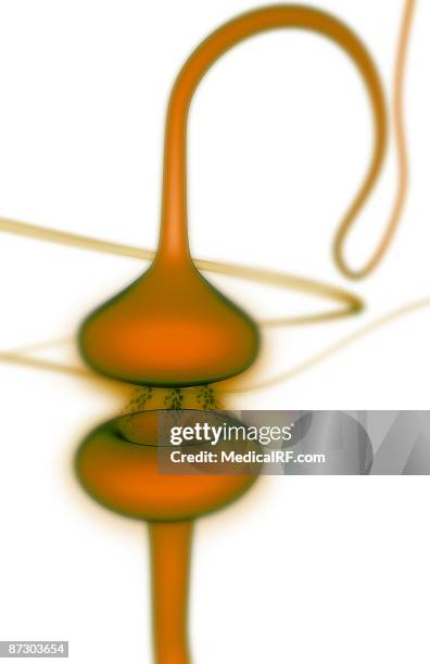 synapse - synapsenspalt stock-grafiken, -clipart, -cartoons und -symbole