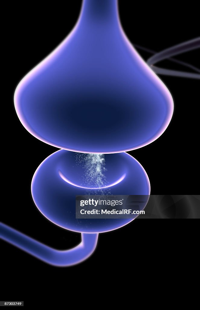 Synapse