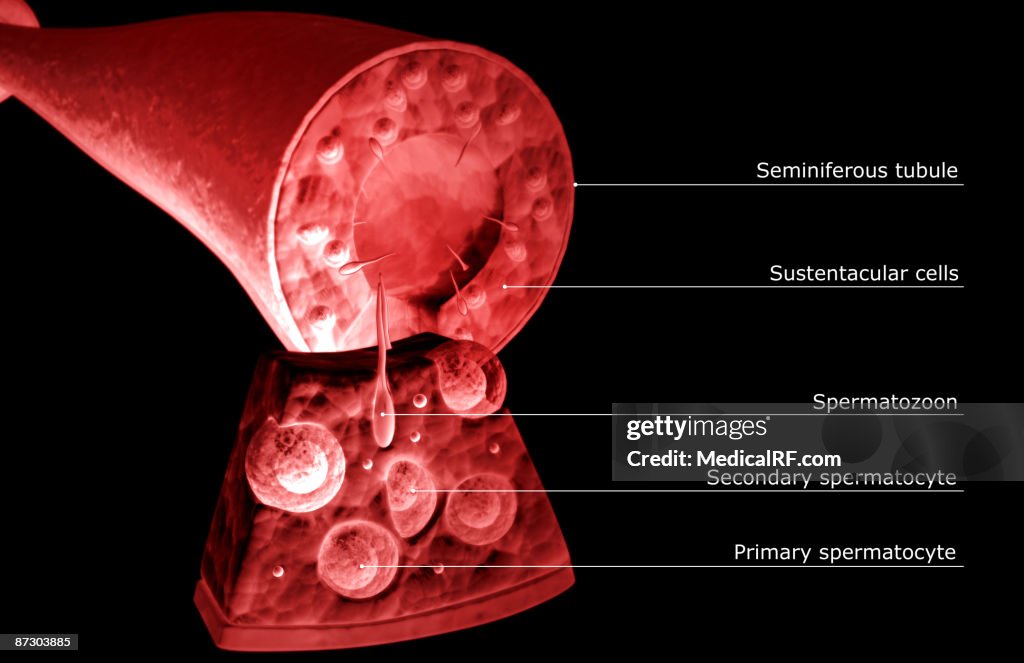 Seminiferous tubules of the testes