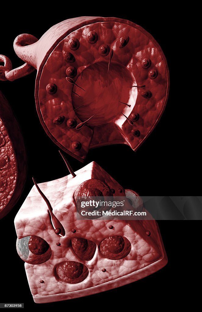 Seminiferous tubules of the testes