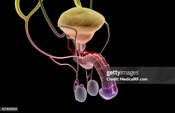 the male reproductive organs - male reproductive anatomy stock illustrations