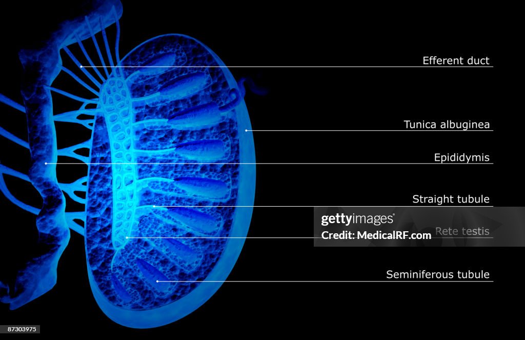 The testes