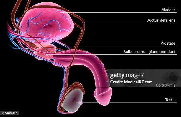 the male reproductive organs - male reproductive anatomy stock illustrations