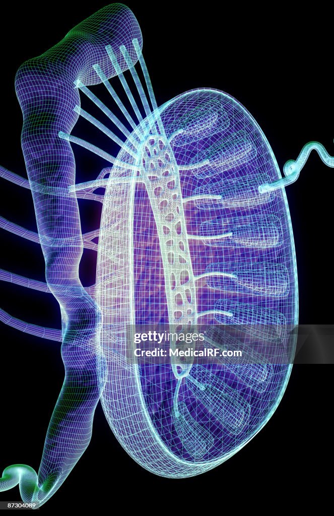 The testes